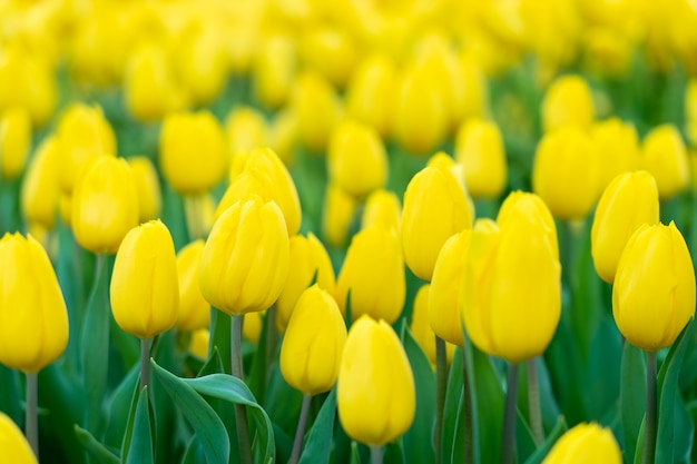 Bukiet tulipanów (Tulipa spp. L.). Rozgrzej ogród.