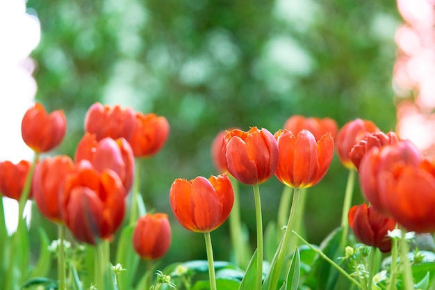 Bukiet tulipanów (Tulipa spp. L.) ze światłem przez okno.