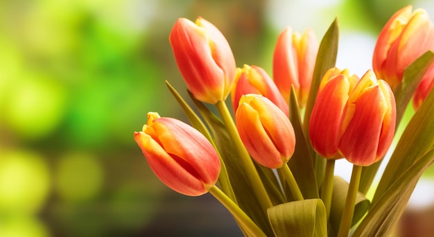 Bukiet tulipanów z bliska rozmycie tła natury kopia przestrzeń