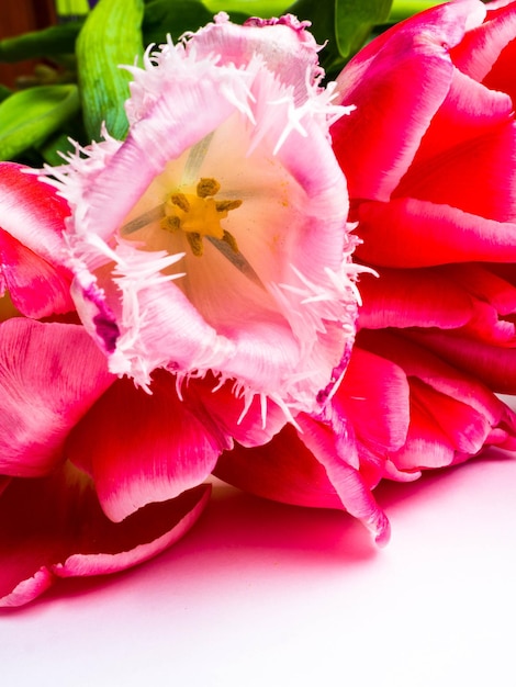 Bukiet wiosennych kwiatów świeżych różowych tulipanów na białym tle