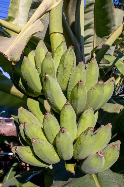 Bukiet zielonych bananów na roślinie