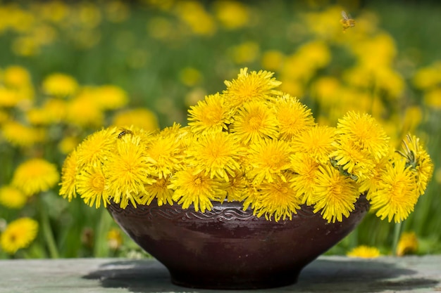 Bukiet żółtych kwiatów mniszka lekarskiego taraxacum officinale w starej emaliowanej misce na drewnianym stole