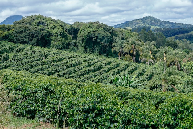 Bukoliczny krajobraz z plantacją kawy na wzgórzach Minas Gerais w Brazylii