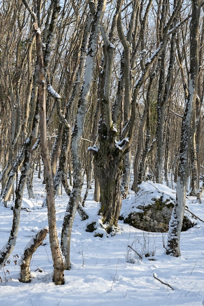 Bukowy zimowy las Pionowy zimowy krajobraz