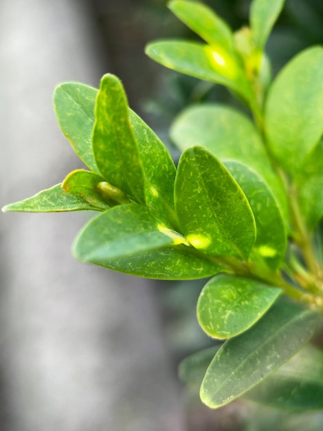 Bukszpan Wiecznie Zielony Lub Palma Kaukaska (łac. Buxus Sempervirens)