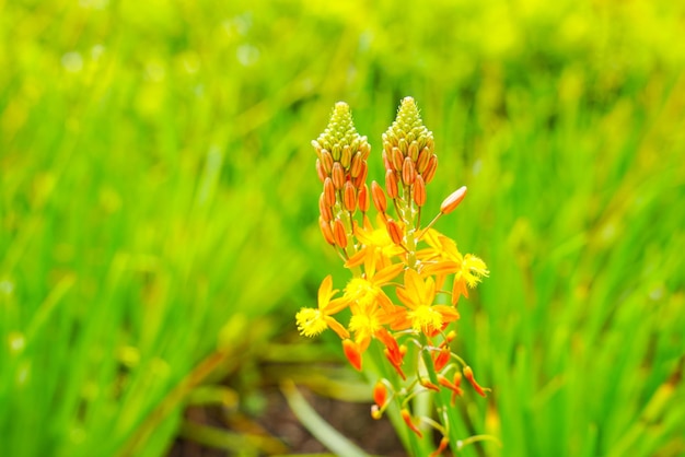 Bulbine frutescens to gatunek rośliny kwitnącej z rodzaju Bulbine