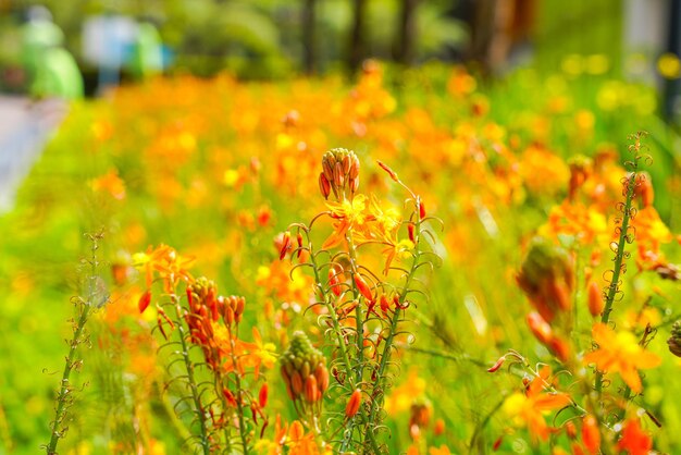 Bulbine frutescens to gatunek rośliny kwitnącej z rodzaju Bulbine