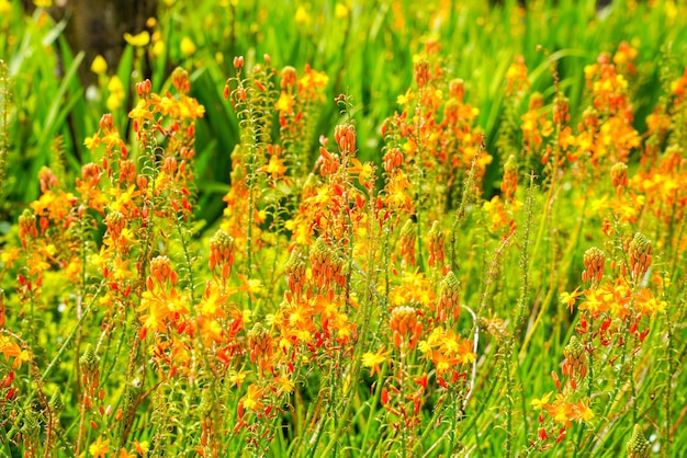 Bulbine frutescens to gatunek rośliny kwitnącej z rodzaju Bulbine