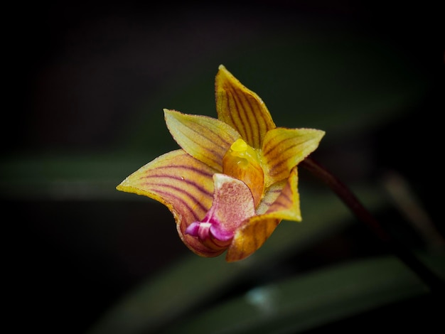 Bulbophyllum Capilipes