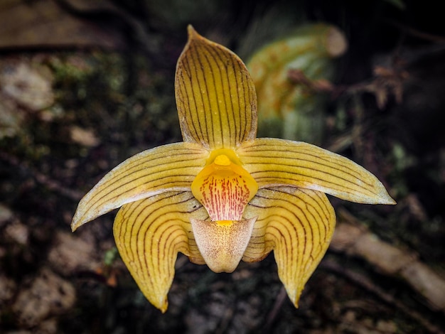 Zdjęcie bulbophyllum siamens