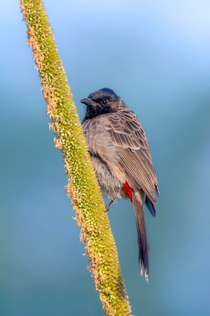 Zdjęcie bulbul czerwony jest członkiem rodziny bulbul z paseryn bulbul na gałęzi