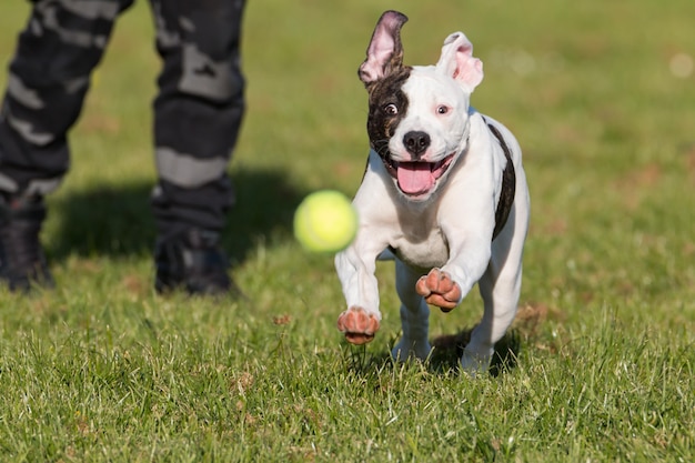 Buldog amerykański biegający w parku goniąc piłkę tenisową