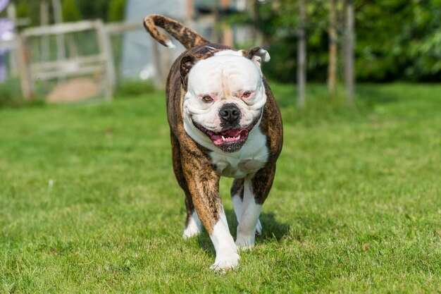 Buldog amerykański pręgowany pies w ruchu na trawie