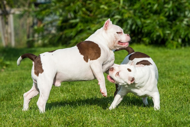 Buldog Amerykański Szczeniaki Gry