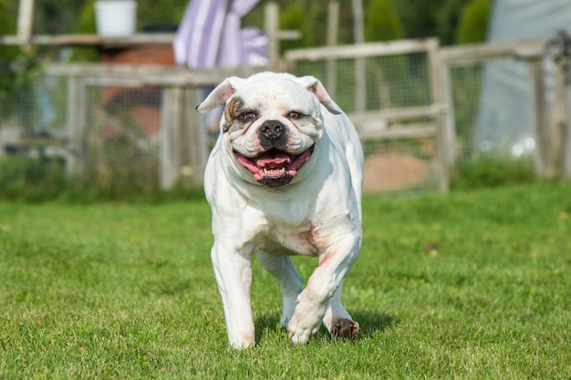 Buldog amerykański w białym płaszczu w ruchu na trawie