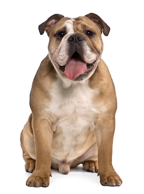 Buldog angielski, 9 miesięcy. Portret psa na białym tle