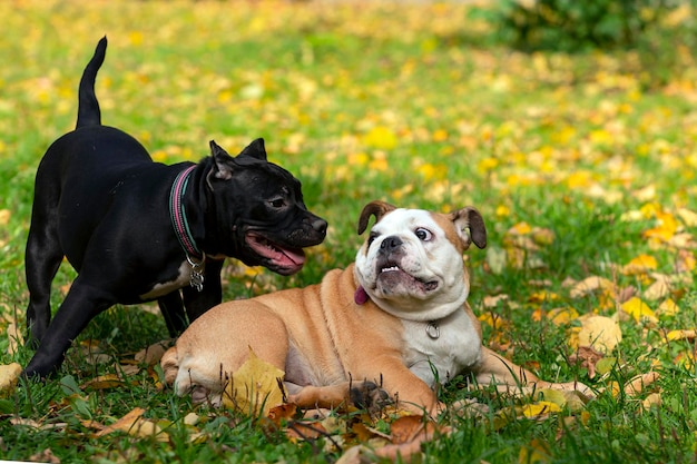 Buldog angielski i Bully amerykański bawią się na łące..