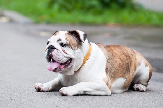 Buldog angielski lub British Bulldog