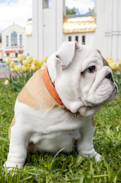 Buldog angielski na trawniku Portret Zwierzęta Pies rasowy