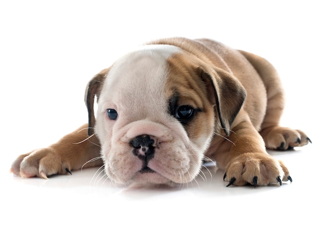 buldog angielski szczeniak