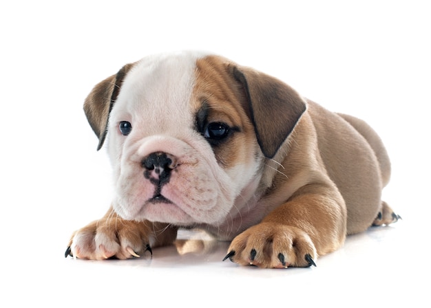 buldog angielski szczeniak