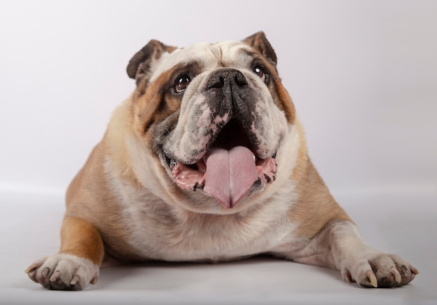 Buldog angielski w pozycji leżącej