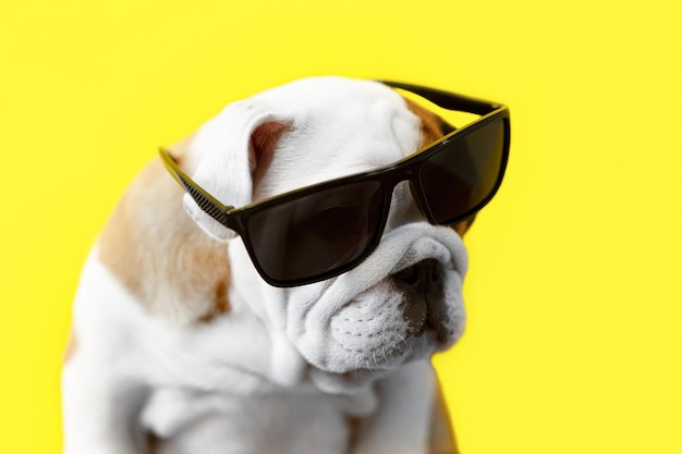 Buldog angielski Zwierzęta domowe Rasowy pies w okularach na żółtym tle