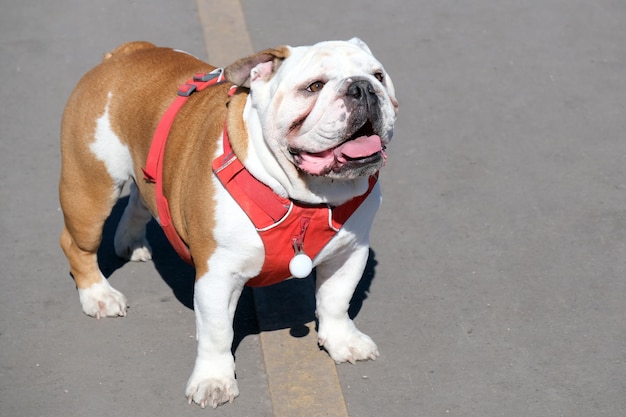 Buldog brytyjski w czerwonej uprzęży