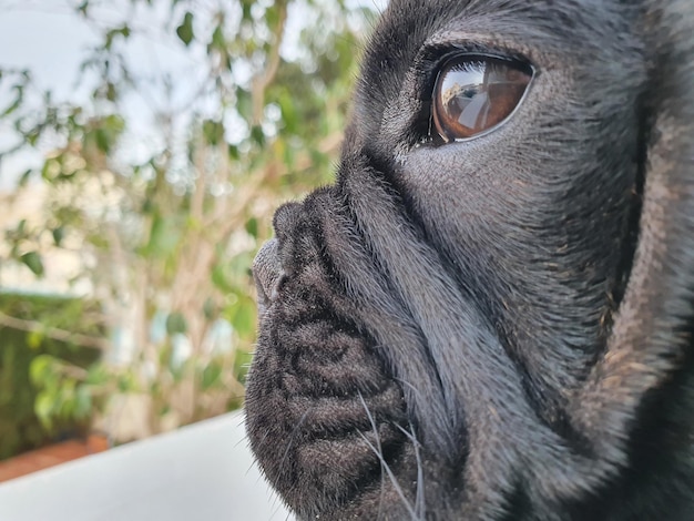 Buldog Cachorrito frances y su expresiones