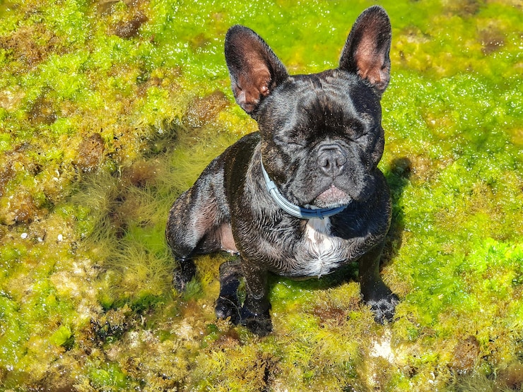 Zdjęcie buldog frances disfrutando de vacaciones en la costa mediterranea