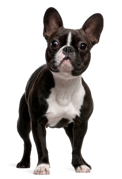 Buldog francuski, 1 rok. Portret psa na białym tle