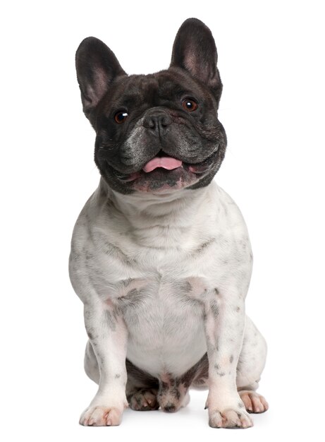 Buldog francuski, 6 lat, siedzący przed białą ścianą