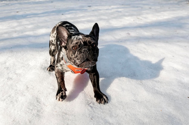 Buldog francuski bawi się na śniegu