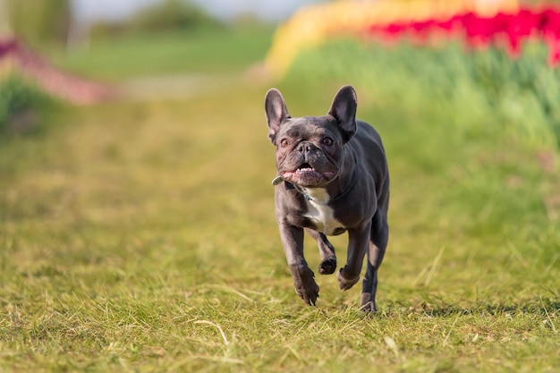 Buldog francuski biegnie przez pole tulipanów