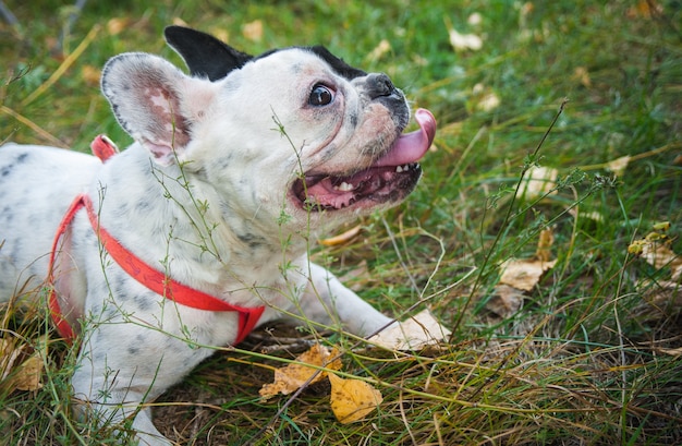 Buldog francuski czarno-biały kolor