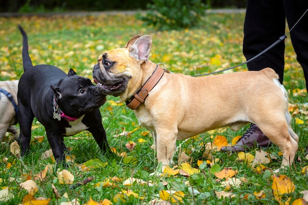 Buldog francuski i amerykański Bully bawią się na łące..