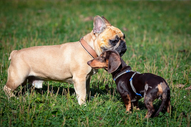 Buldog francuski i jamnik bawią się na zielonym polu.