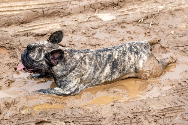 Buldog Francuski Leży W Błocie.