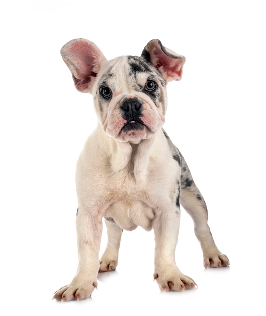 Buldog francuski Merle przed białym tłem