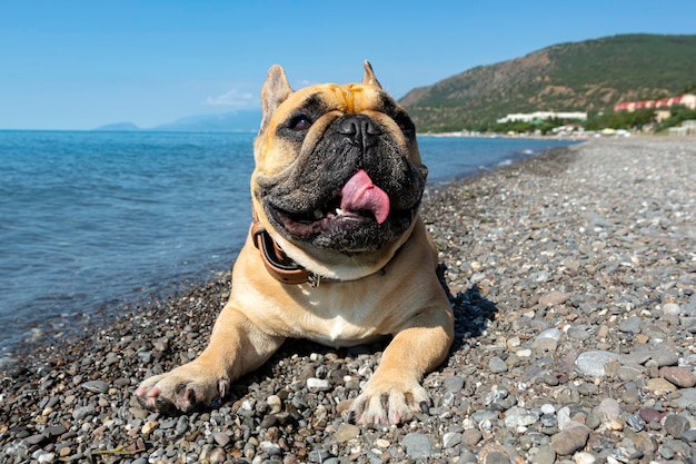 Buldog francuski na brzegu morza. Zbliżenie...