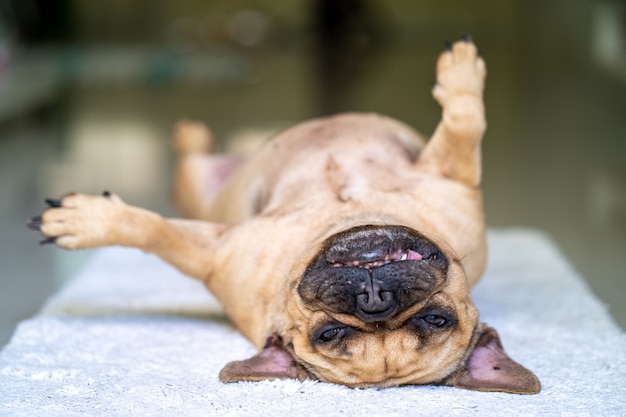 Buldog Francuski Na Plecach Na Podłodze