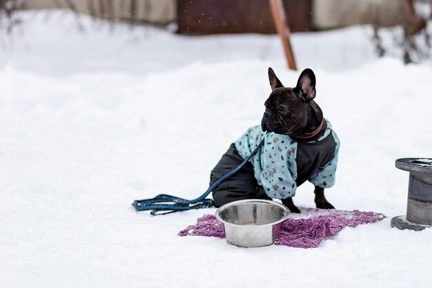 Buldog francuski na spacerze zimą