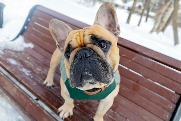 Buldog francuski na zaśnieżonej ławce w parku. Zbliżenie.