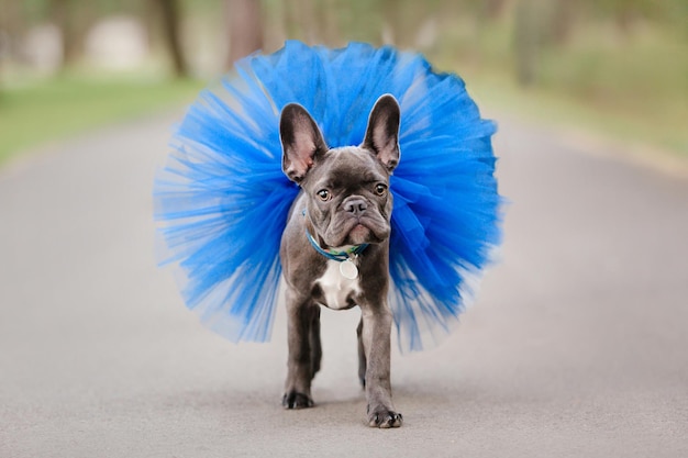 Buldog francuski niebieski. Słodki pies. Ubrany szczeniak