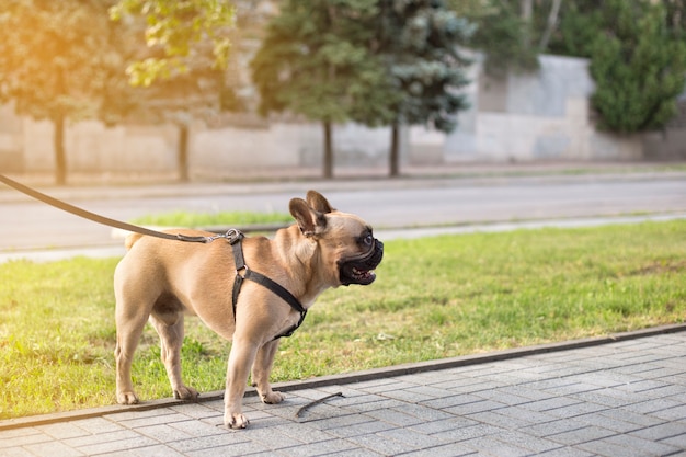 Buldog francuski odwraca wzrok w letnim parku. Buldog francuski chodzi na smyczy