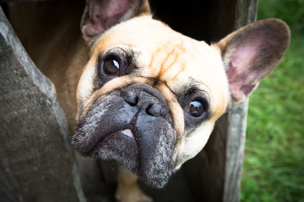 Buldog Francuski Patrzy Na Ciebie. Piękne Oczy