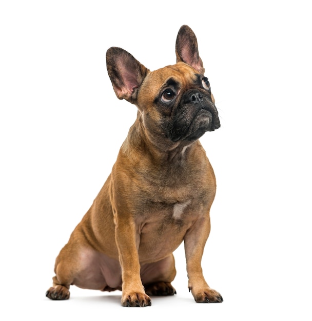 Buldog francuski przed białą ścianą