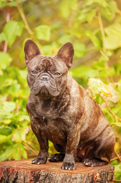 Buldog francuski siedzi na pniu Rasowy dorosły pręgowany pies z czarnym