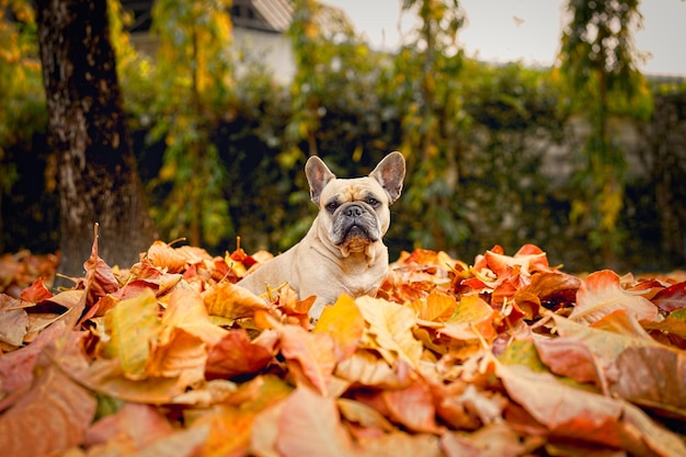 Buldog Francuski Siedzi Na Suchych Liściach Patrząc Na Kamery Przed Rozmycie Zielonym Tle Bokeh.