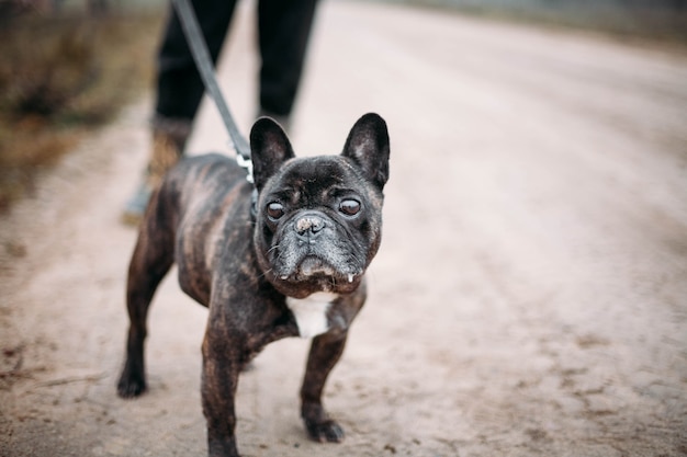 Buldog Francuski Spaceruje Zimą